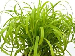 Attēlu rezultāti vaicājumam “Milium effusum leaf”