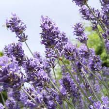 Image result for Lavendel