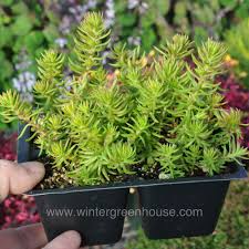 Attēlu rezultāti vaicājumam “Sedum rupestre”