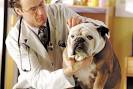 The Animalsa EU Medicine Cabinet - Advocacy For Animals