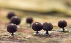 Attēlu rezultāti vaicājumam “Enerthenema papillatum macro”