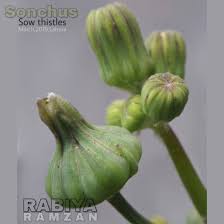 Attēlu rezultāti vaicājumam “Sonchus oleraceus bud”