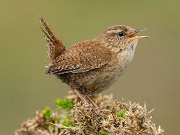 Attēlu rezultāti vaicājumam “Troglodytes troglodytes”