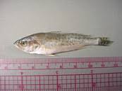 Image result for Cynoscion nebulosus