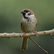 Attēlu rezultāti vaicājumam “Passer montanus adult”