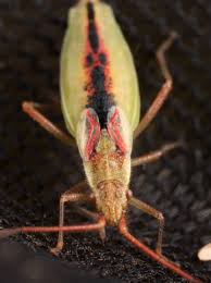 Attēlu rezultāti vaicājumam “Myrmus miriformis”