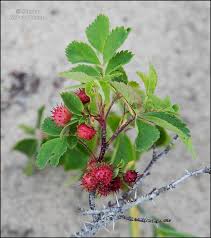 Attēlu rezultāti vaicājumam “Diplolepis bicolor”