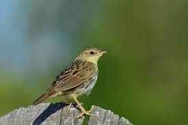 Image result for Locustella lanceolata