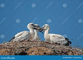 Attēlu rezultāti vaicājumam “Ciconia ciconia nest”
