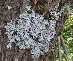 Attēlu rezultāti vaicājumam “Parmelia submontana”