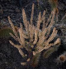 Attēlu rezultāti vaicājumam “Lepidium densiflorum fruit”