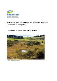 Attēlu rezultāti vaicājumam “Leiocolea rutheana”