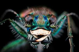 Attēlu rezultāti vaicājumam “Comatricha pulchella macro”