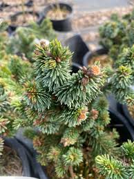 Attēlu rezultāti vaicājumam “Picea abies”