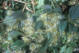 Attēlu rezultāti vaicājumam “Clematis fruit”