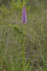Attēlu rezultāti vaicājumam “Gymnadenia conopsea”