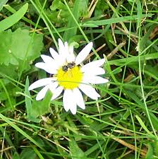 Image result for Chrysanthemum leucanthemum