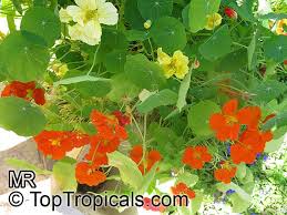 Attēlu rezultāti vaicājumam “Tropaeolum majus fruit”