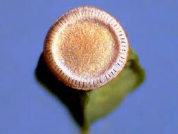 Attēlu rezultāti vaicājumam “Polytrichastrum pallidisetum macro”