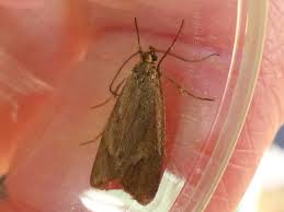 Attēlu rezultāti vaicājumam “Diurnea lipsiella male”