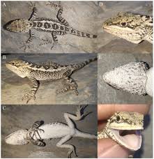 Attēlu rezultāti vaicājumam “Colloderma sp.”