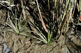 Attēlu rezultāti vaicājumam “Isoetaceae”