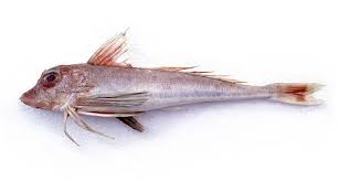 Image result for Chelidonichthys cuculus