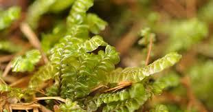 Attēlu rezultāti vaicājumam “Plagiochila asplenioides”