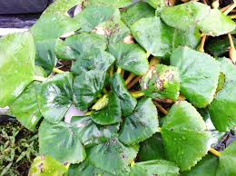 Attēlu rezultāti vaicājumam “Trapa natans leaf”