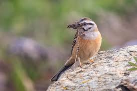 Image result for Emberiza cia