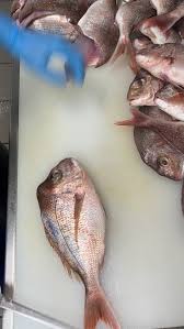 Image result for Platycephalus richardsoni