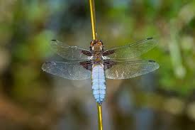 Attēlu rezultāti vaicājumam “Libellula depressa male”