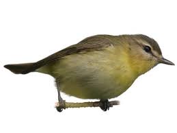 Image result for Vireo philadelphicus