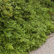 Attēlu rezultāti vaicājumam “Ribes alpinum”