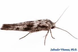 Attēlu rezultāti vaicājumam “Scythrididae”