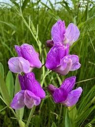 Attēlu rezultāti vaicājumam “Lathyrus palustris flower”