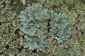 Attēlu rezultāti vaicājumam “Parmelia submontana”