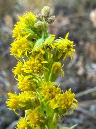 Attēlu rezultāti vaicājumam “Solidago canadensis”