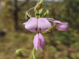 Attēlu rezultāti vaicājumam “Diderma umbilicatum plasmodium”