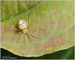 Attēlu rezultāti vaicājumam “Theridiidae”