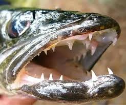 Image result for Sander vitreus