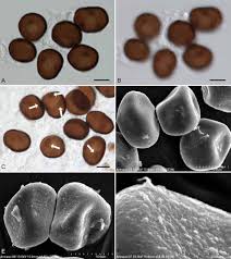 Attēlu rezultāti vaicājumam “Anthracoidea”