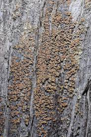 Attēlu rezultāti vaicājumam “Hypocenomyce scalaris”