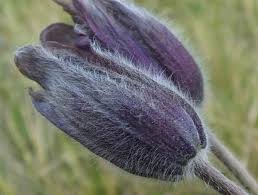 Attēlu rezultāti vaicājumam “Pulsatilla pratensis bud”