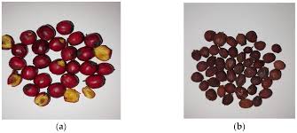 Attēlu rezultāti vaicājumam “Crataegus monogyna fruit”