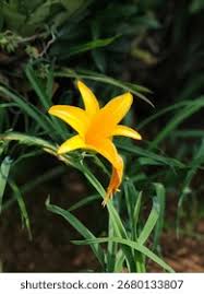 Attēlu rezultāti vaicājumam “Hemerocallis lilioasphodelus”