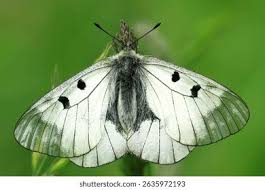 Attēlu rezultāti vaicājumam “Parnassius mnemosyne upperside”