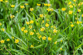 Attēlu rezultāti vaicājumam “Ranunculus flammula bud”