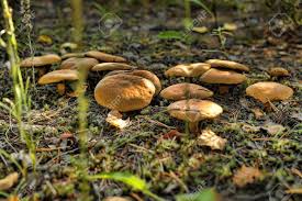 Attēlu rezultāti vaicājumam “Suillus bovinus”