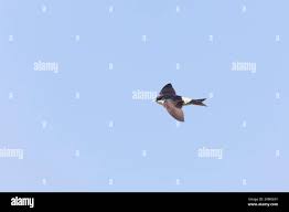 Attēlu rezultāti vaicājumam “Delichon urbicum adult”